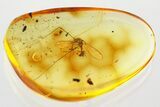 Detailed Fossil Crane Fly and True Midge in Baltic Amber #372508-2